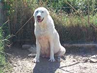 pastore abruzzese